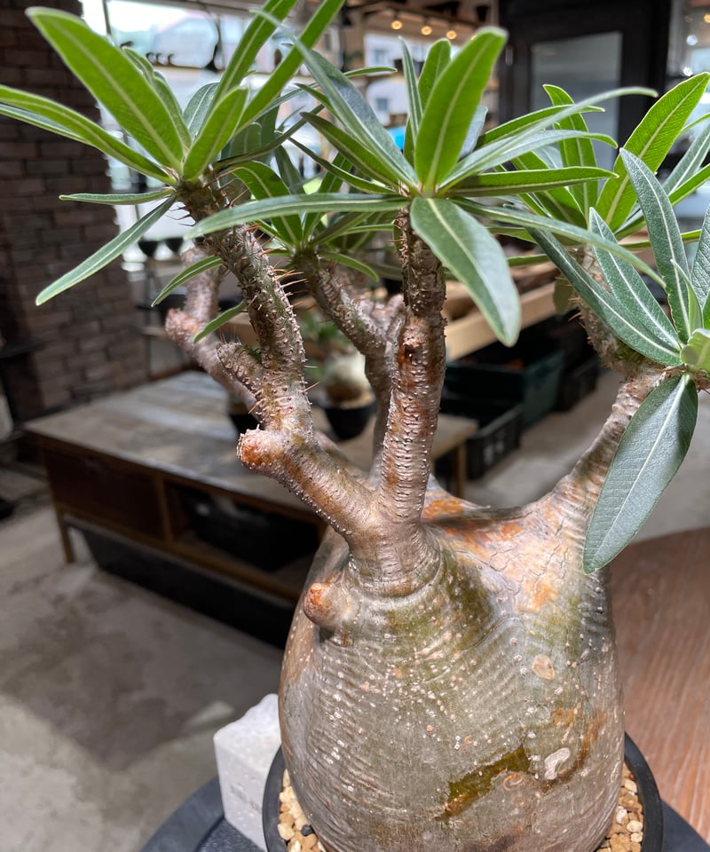 パキポディウム グラキリス Pachypodium gracilius 発根済 (gk-47