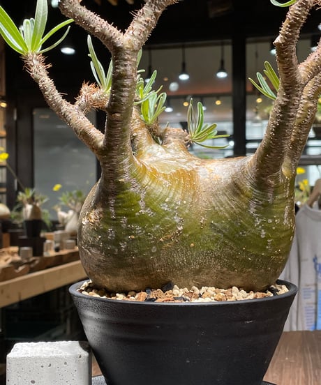 パキポディウム グラキリス　Pachypodium gracilius 　発根済　(gk-448）