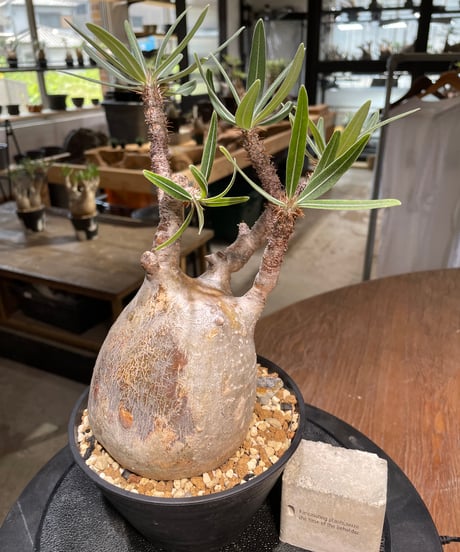 パキポディウム グラキリス　Pachypodium gracilius 　発根済　(gk-482)
