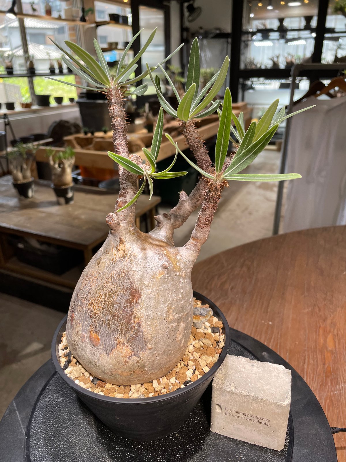 Pachypodium Gracilius パキポディウム グラキリス発根済み パキポディウム グラキリス Pachypodium gracilius 発根済 (gk-48