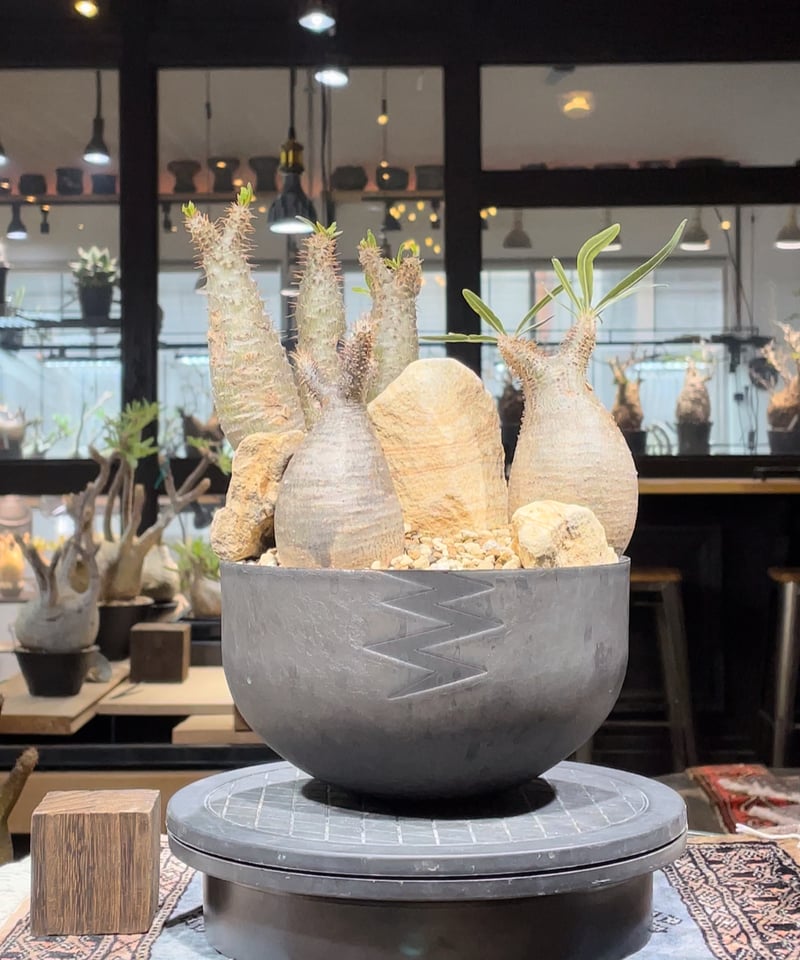 パキポディウム グラキリス / valiem バリエム ミニグラ