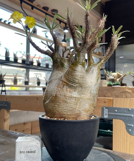 パキポディウム グラキリス　Pachypodium gracilius 　発根済　(gk-426)