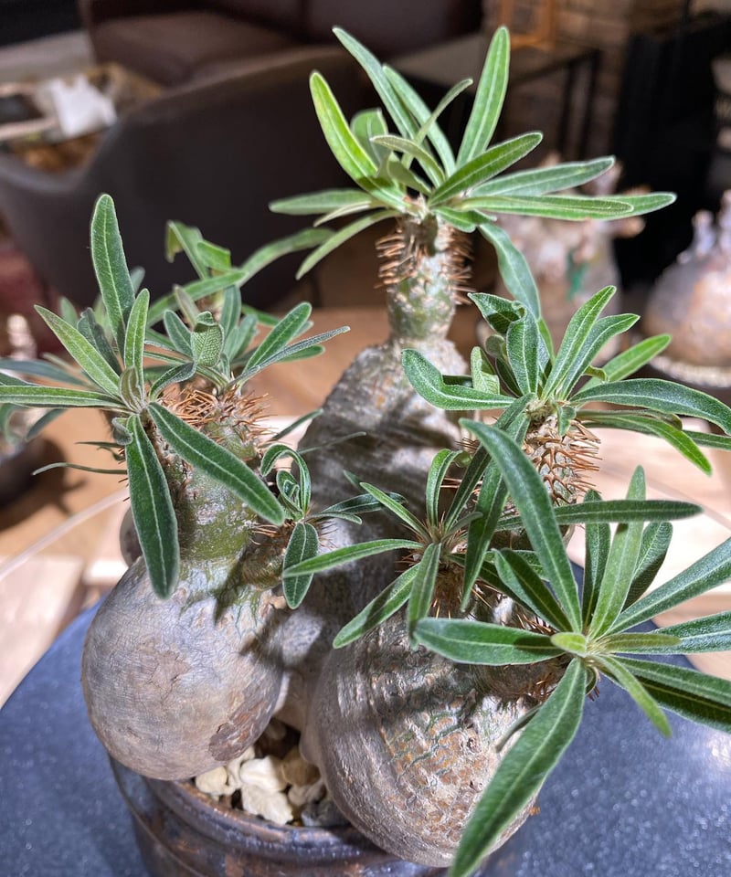 パキポディウム グラキリス 多頭 Pachypodium gracilius 発根済 パキポディウム グラキリス 多頭 Pachypodium gracilius 発根済