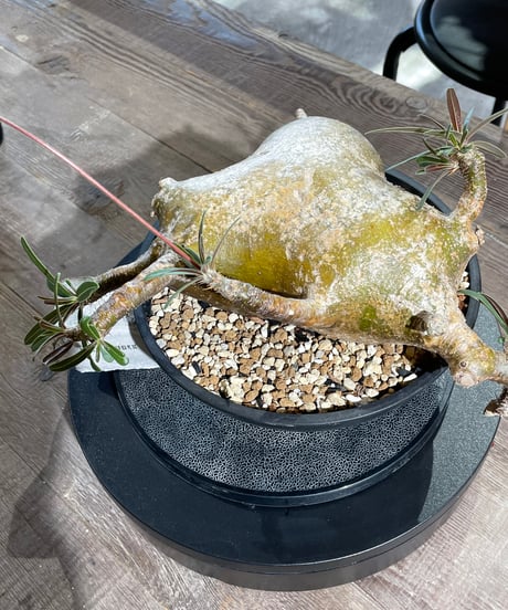パキポディウム グラキリス　Pachypodium gracilius 　発根済　(gk-433)