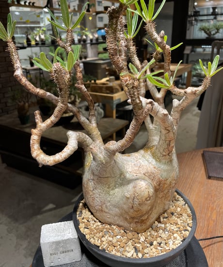 パキポディウム グラキリス　Pachypodium gracilius 　発根済　(gk-472)