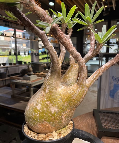 パキポディウム グラキリス　Pachypodium gracilius 　発根済　(gk-506）