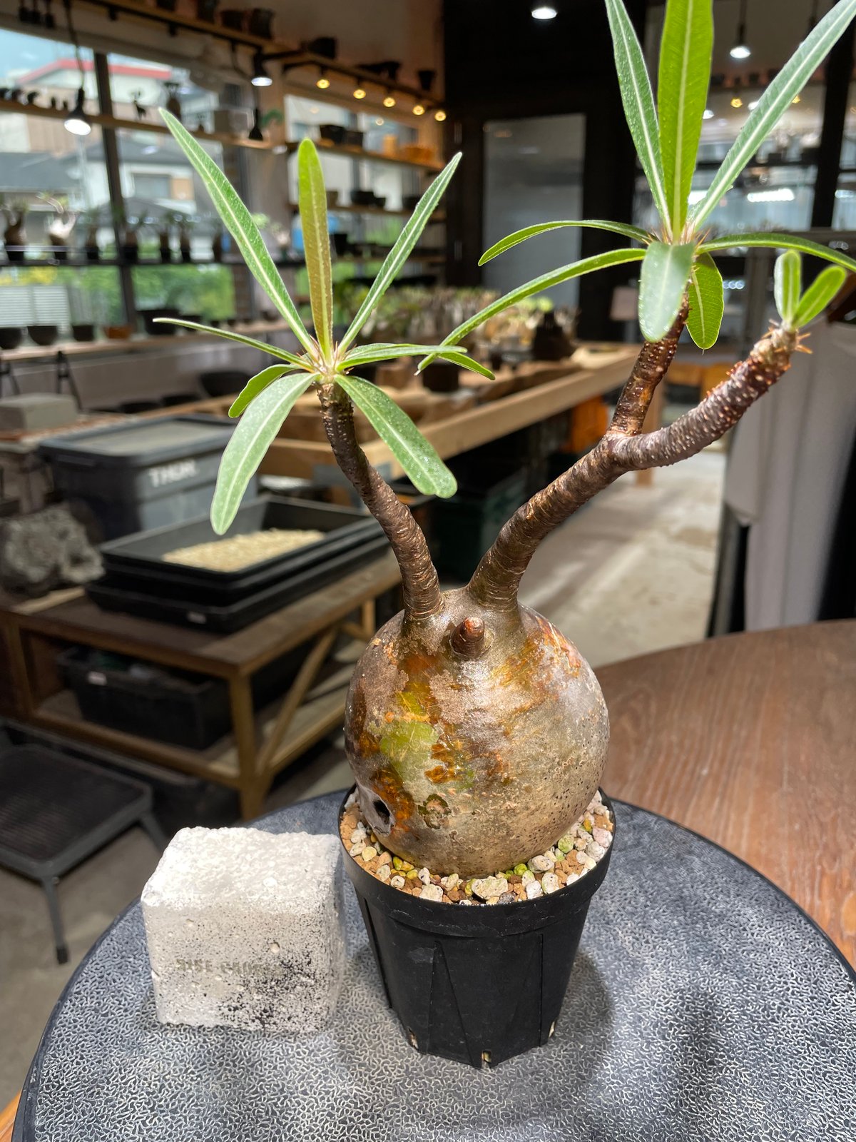 パキポディウム グラキリス Pachypodium gracilius 発根済 (gk-52