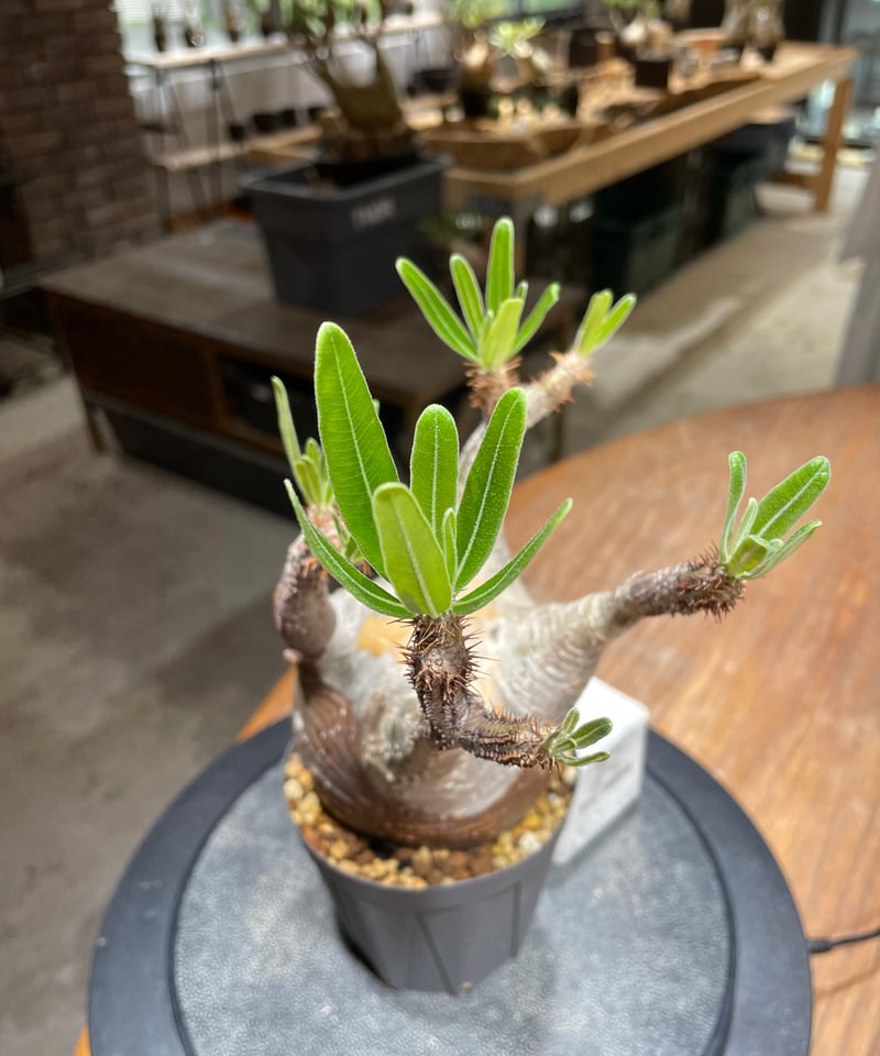 パキポディウム グラキリス Pachypodium gracilius 発根済 (gk-45