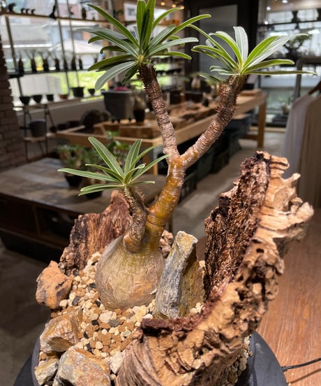 パキポディウム グラキリス　Pachypodium gracilius 　発根済　(gk-480)
