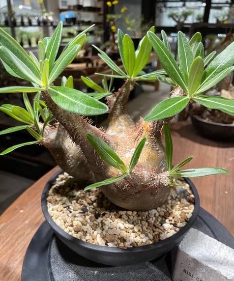 パキポディウム グラキリス　多頭　Pachypodium gracilius 　発根済　(gk-370-2)