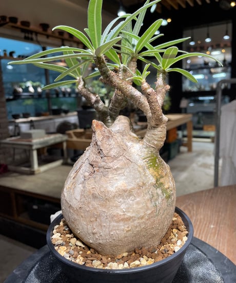 パキポディウム グラキリス　Pachypodium gracilius 　発根済　(gk-314)