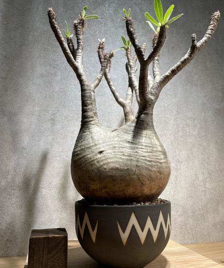 パキポディウム グラキリス　Pachypodium gracilius 　発根済　(商品番号gk-70valiem)  VALIEM 　(VALIEMタグ付き)
