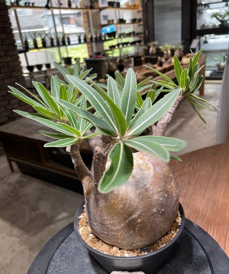 パキポディウム グラキリス　Pachypodium gracilius 　発根済　(gk-477)