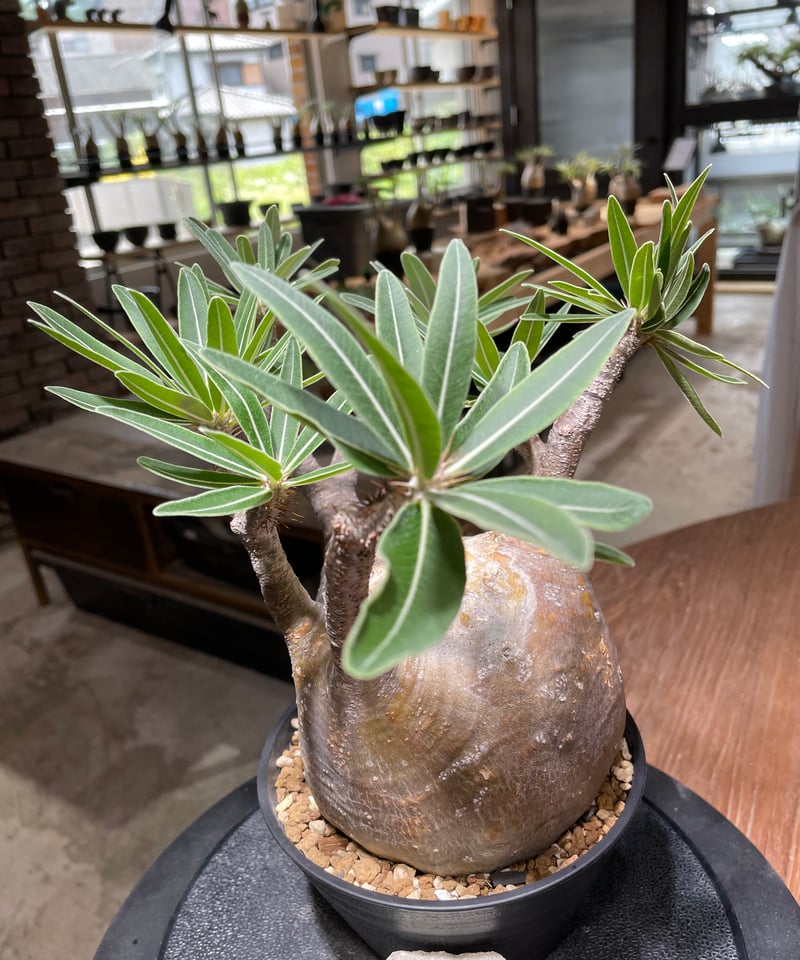 パキポディウム グラキリス Pachypodium gracilius 発根済 (gk-47
