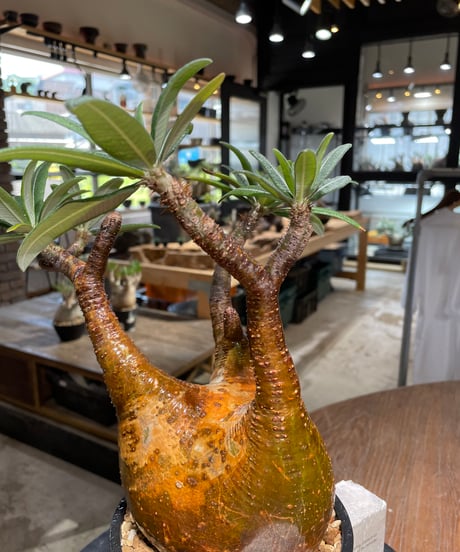 パキポディウム グラキリス　Pachypodium gracilius 　発根済　(gk-483)