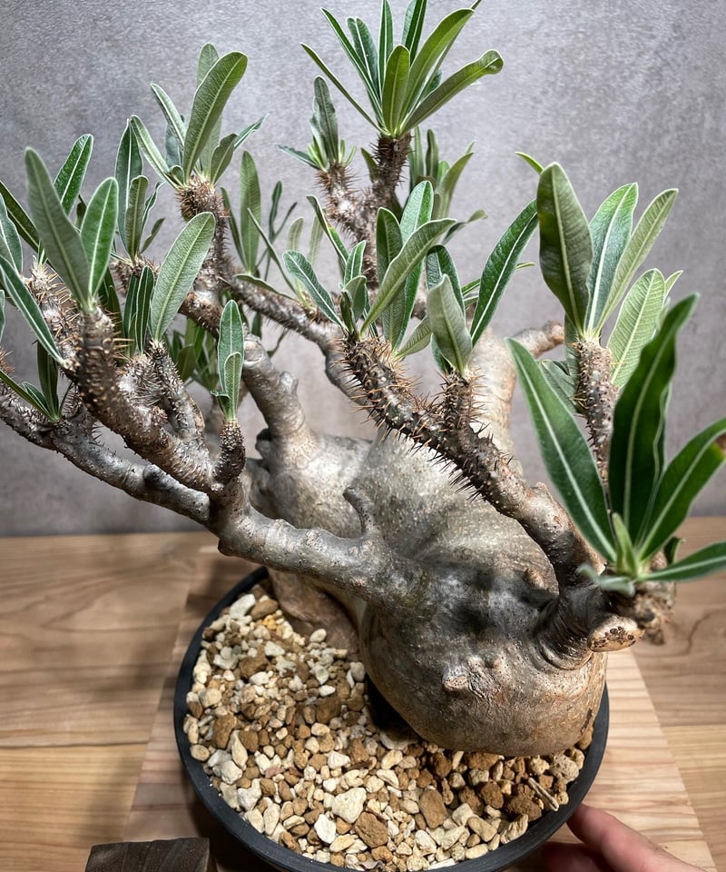 ザ*）様 パキポディウム グラキリス 発根済pachypodhium Graci 123G 発根済み パキポディウム グラキリス Pachypodium