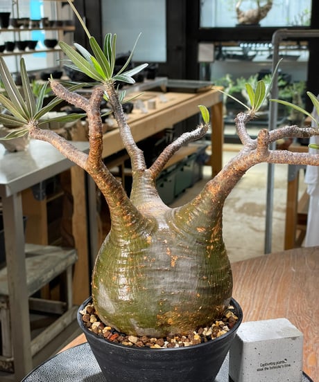 パキポディウム グラキリス　Pachypodium gracilius 　発根済　(gk-573)