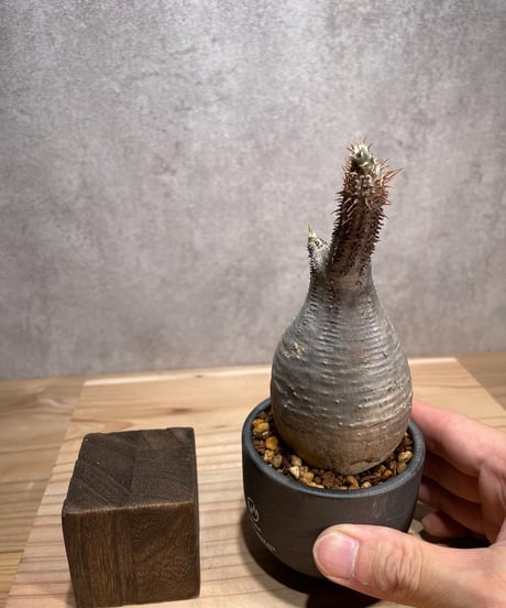 パキポディウム グラキリス　Pachypodium gracilius 　発根済　(商品番号gk-68valiem)  VALIEM 　(VALIEMタグ付き)