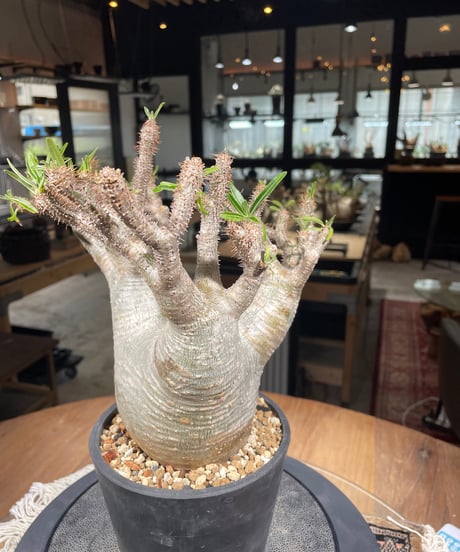 パキポディウム グラキリス　Pachypodium gracilius 　発根済　(gk-303)