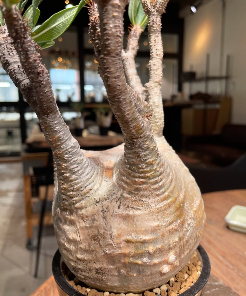 パキポディウム グラキリス Pachypodium gracilius 発根済 (gk-40