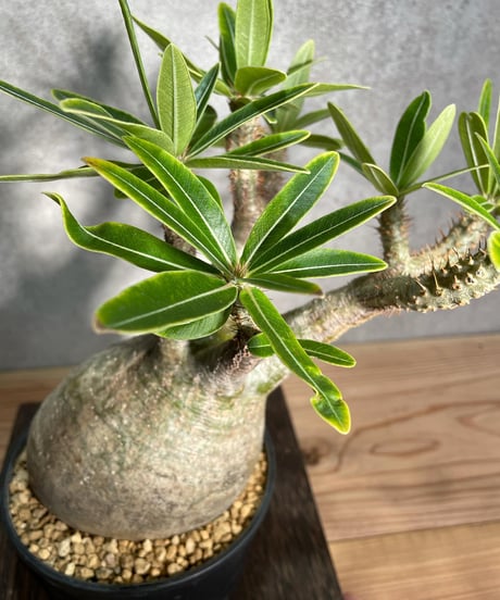 パキポディウム グラキリス　Pachypodium gracilius 　発根済　(商品番号gk-24)