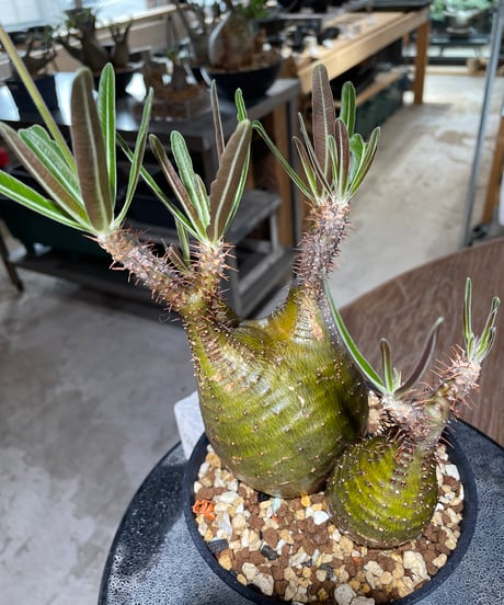 パキポディウム グラキリス　2頭　Pachypodium gracilius 　発根済　(gk-551)