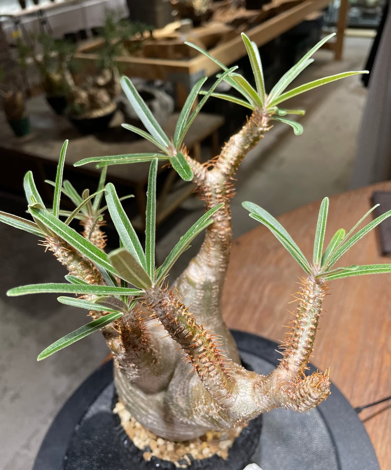 パキポディウム グラキリス Pachypodium gracilius 発根済 (gk-46