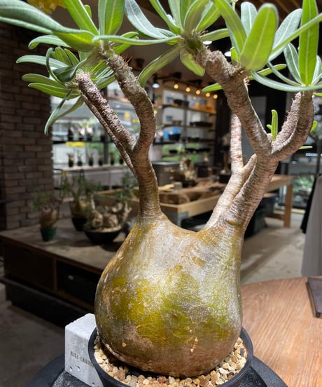 パキポディウム グラキリス　Pachypodium gracilius 　発根済　(gk-471)