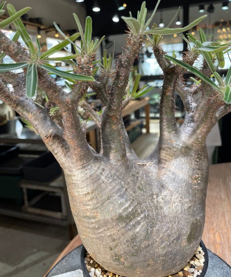パキポディウム グラキリス　Pachypodium gracilius 　発根済　(gk-562)