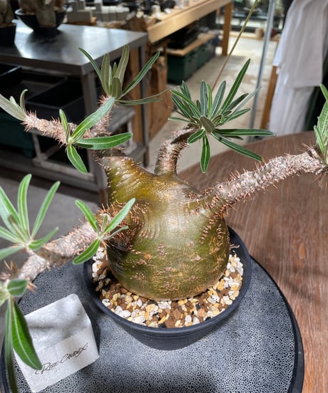 パキポディウム グラキリス　Pachypodium gracilius 　発根済　(gk-556)