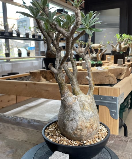 パキポディウム グラキリス　Pachypodium gracilius 　発根済　(gk-428)