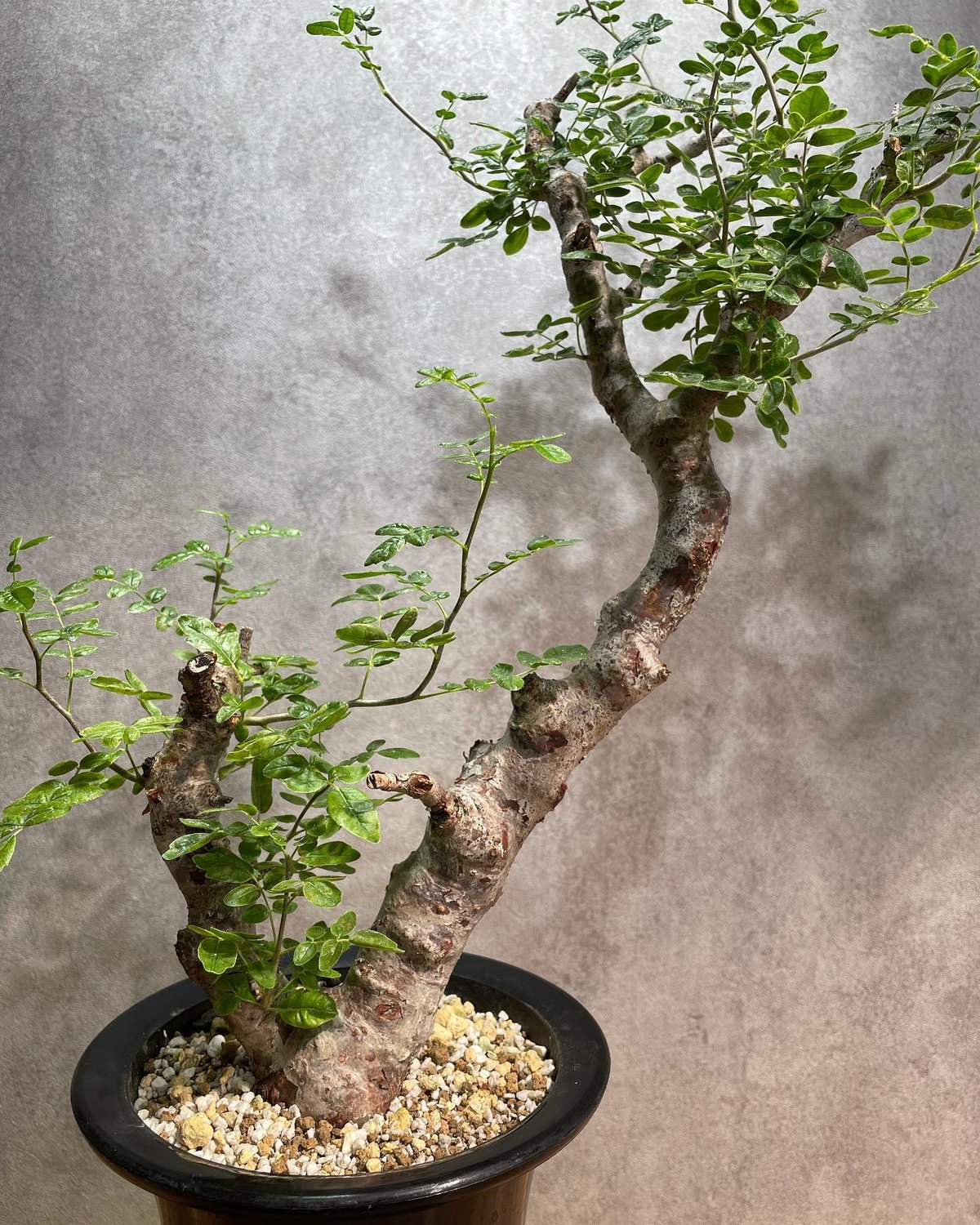 コミフォラ モンストローサ /Commiphora monstrosa 発根済 (幹幅約5c
