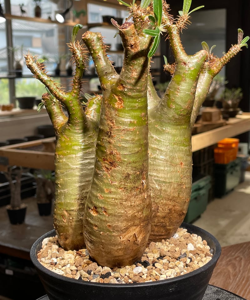 パキポディウム グラキリス 多頭 Pachypodium gracilius 発根済