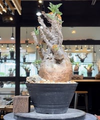 大型発根株　ブーファン　ハエマンソイデス 塊根植物専門『ハコネコオークション』開催中