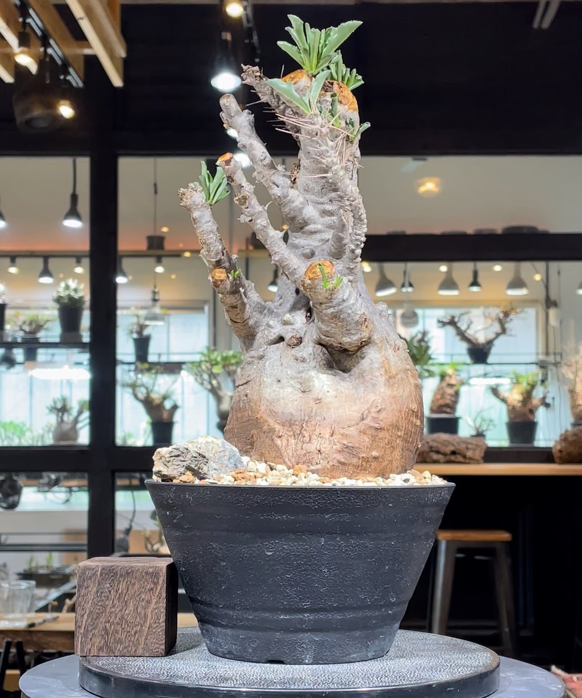 パキポディウム サンデルシー Pachypodium 発根済 (ps-001) | RISE