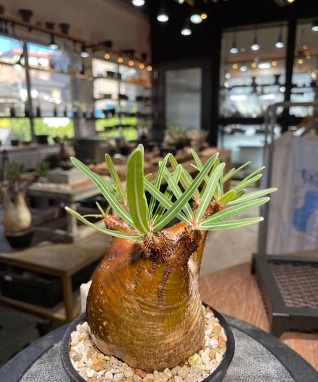 パキポディウム グラキリス　Pachypodium gracilius 　発根済　(gk-510）