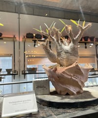 パキポディウム グラキリス　Pachypodium gracilius 　発根済　(gk-545)  お客様専用
