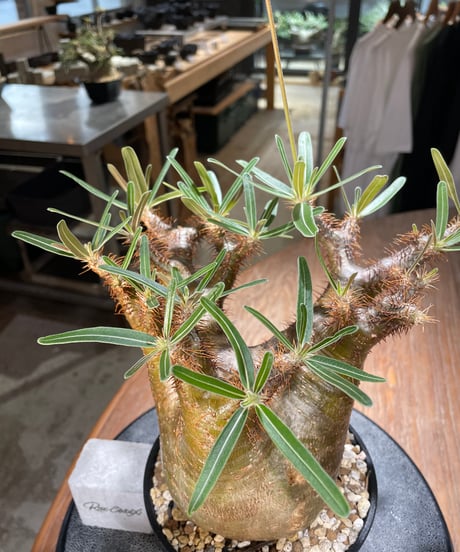 パキポディウム グラキリス　Pachypodium gracilius 　発根済　(gk-568)