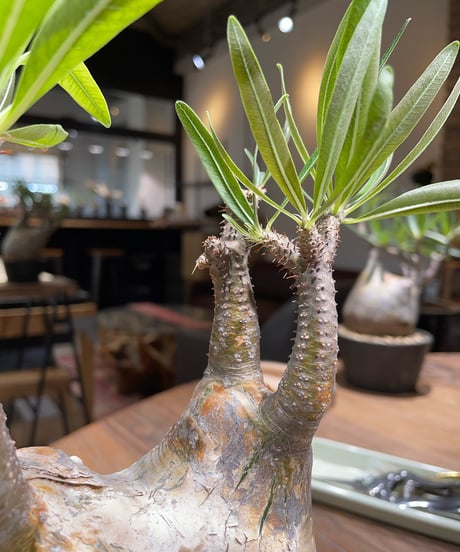 パキポディウム グラキリス　Pachypodium gracilius 　発根済　(gk-371)