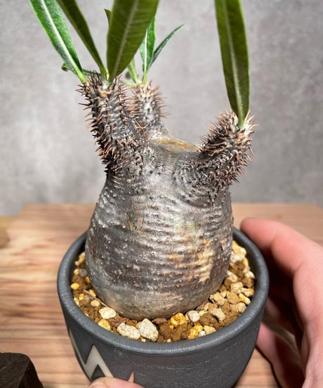 パキポディウム グラキリス　Pachypodium gracilius 　発根済　(商品番号gk-29valiem)  VALIEM 　BOWL　sizeS　(VALIEM巾着、タグ付き)