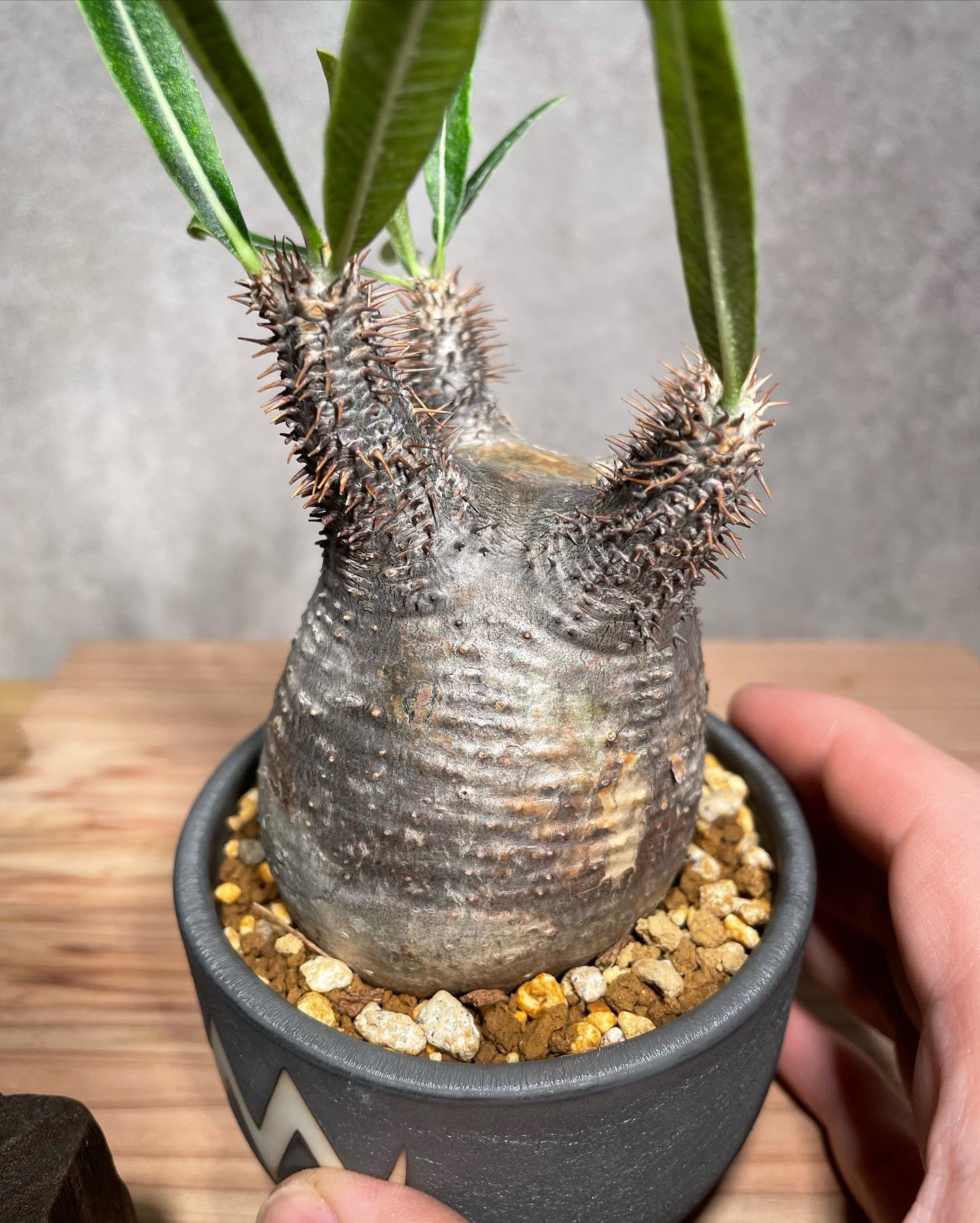 パキポディウム グラキリス Pachypodium gracilius 発根済 (商品番号g