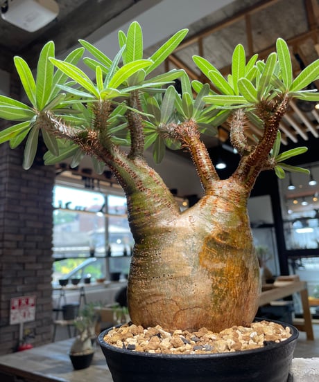 パキポディウム グラキリス　Pachypodium gracilius 　発根済　(gk-388)