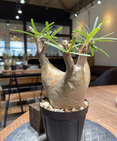 パキポディウム グラキリス　Pachypodium gracilius 　発根済　(gk-404)