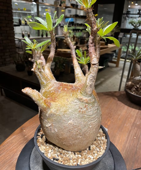 パキポディウム グラキリス　Pachypodium gracilius 　発根済　(gk-464)