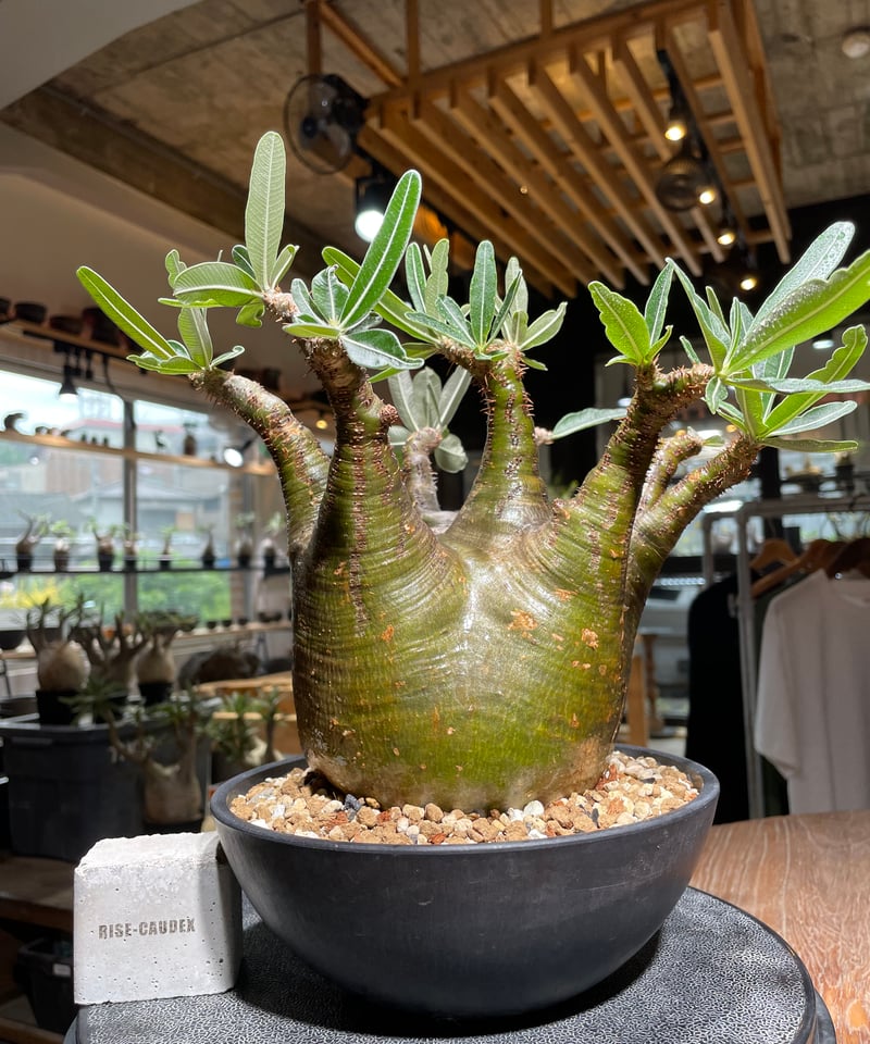 パキポディウム グラキリス Pachypodium gracilius 発根済 (gk-53