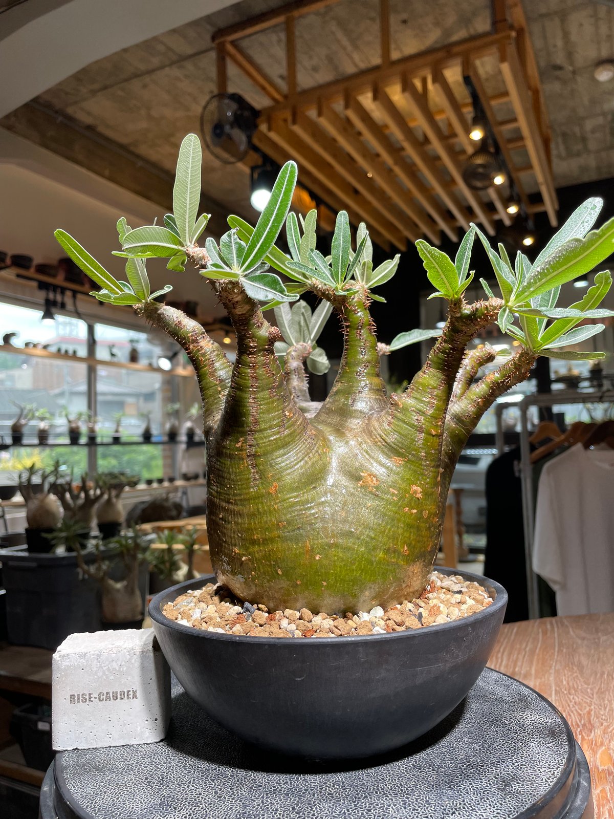 ザ*）様 パキポディウム グラキリス 発根済pachypodhium Graci ザ*）様 パキポディウム グラキリス 発根済pachypodhium Graci