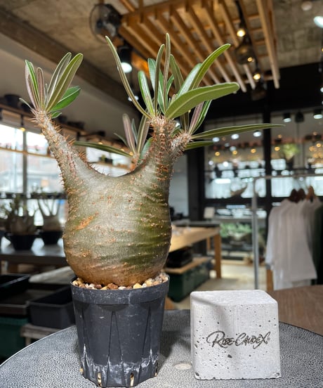 パキポディウム グラキリス　Pachypodium gracilius 　発根済　(gk-555)