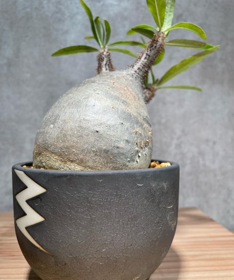 パキポディウム グラキリス　Pachypodium gracilius 　発根済　(商品番号gk-27valiem)  VALIEM 　BOWL　sizeM　(VALIEM巾着、タグ付き)