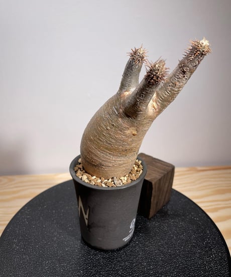 パキポディウム グラキリス　Pachypodium gracilius 　発根済　(商品番号gk-128valiem)VALIEM  (VALIEMタグ付き)