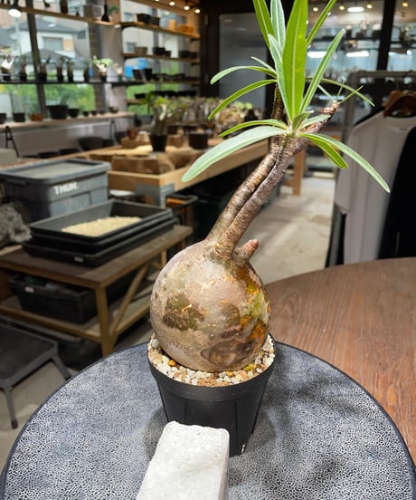 パキポディウム グラキリス　Pachypodium gracilius 　発根済　(gk-522）